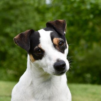 Ilustrasi anjing ras Russell Terrier.