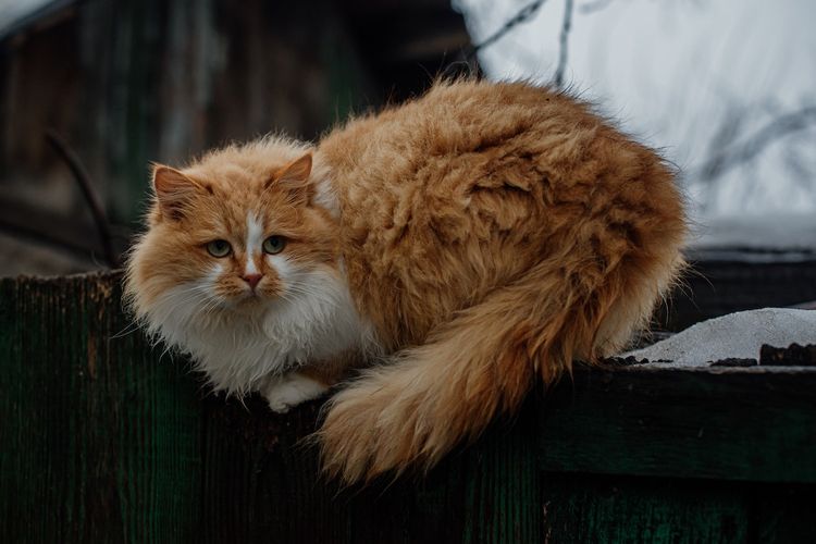 Kucing Siberian, salah satu jenis kucing tenang dan pendiam.