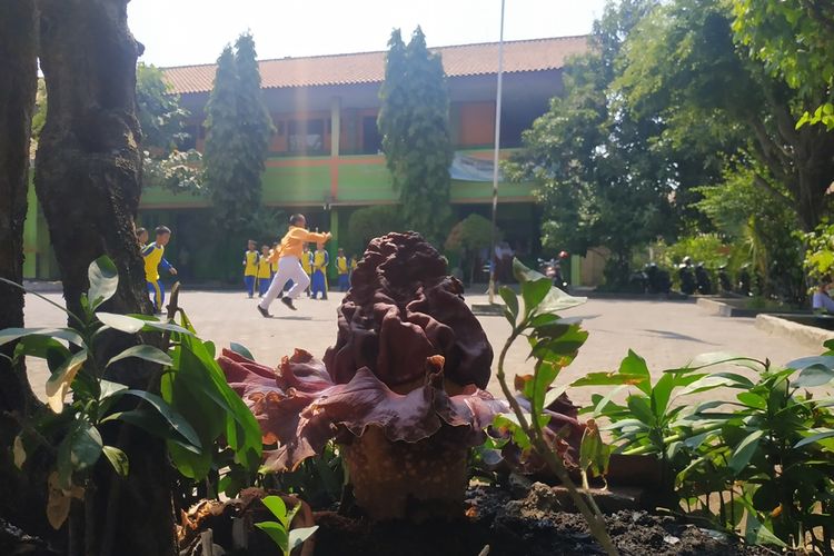 Bunga bangkai tumbuh di SDN Kayuringin Jaya II, Bekasi Selatan, Jumat (4/10/2019).