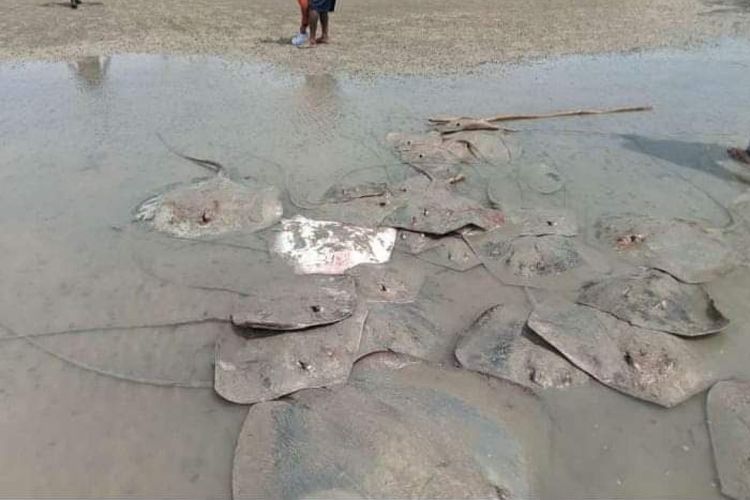 Ratusan ikan pari terdampar di Pantai Tuing, Bangka, Selasa (20/6/2023).