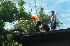 40 Pohon Tumbang akibat Puting Beliung di Padang