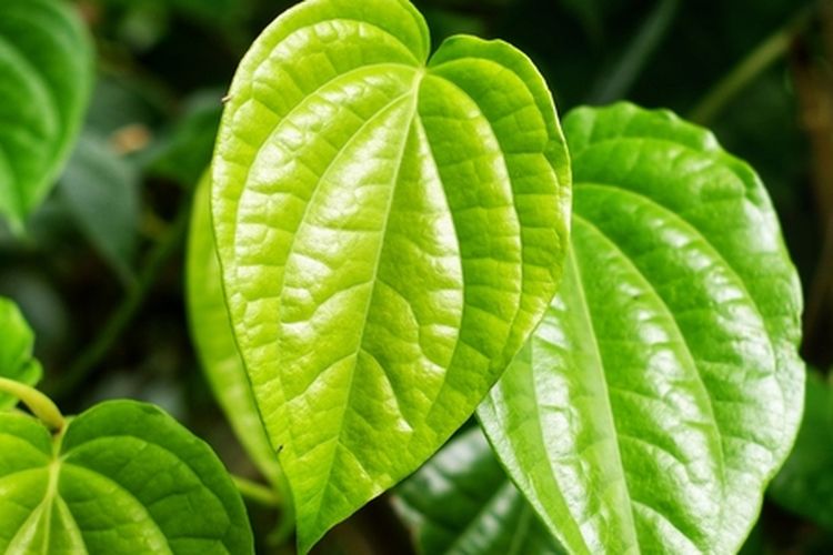 Ilustrasi tanaman daun sirih. 