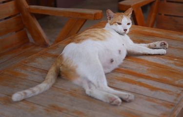 Kucing Hamil Bisa Terinfeksi Panleukopenia, Ada Pengaruhnya ke Janin?