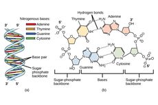 Pasangan Basa Nitrogen Penyusun DNA