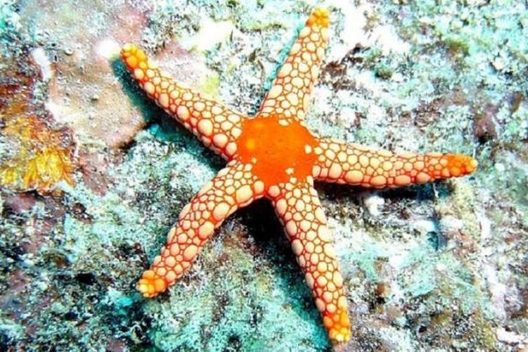 Bintang Laut