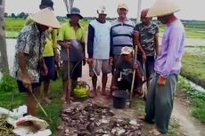 Hama Tikus Serang Padi Milik Petani di Ngawi