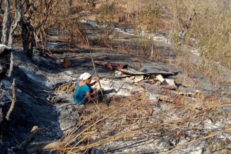 Foto: Salah seorang warga Desa Tuanggeo, Kecamatan Palue, Kabupaten Sikka sedang mencari umbi-umbian di lahan miliknya yang dilanda kebakaran.