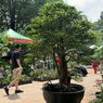 Melihat Bonsai Seharga Rp 70 Juta di Pameran Flona, Apa Istimewanya?
