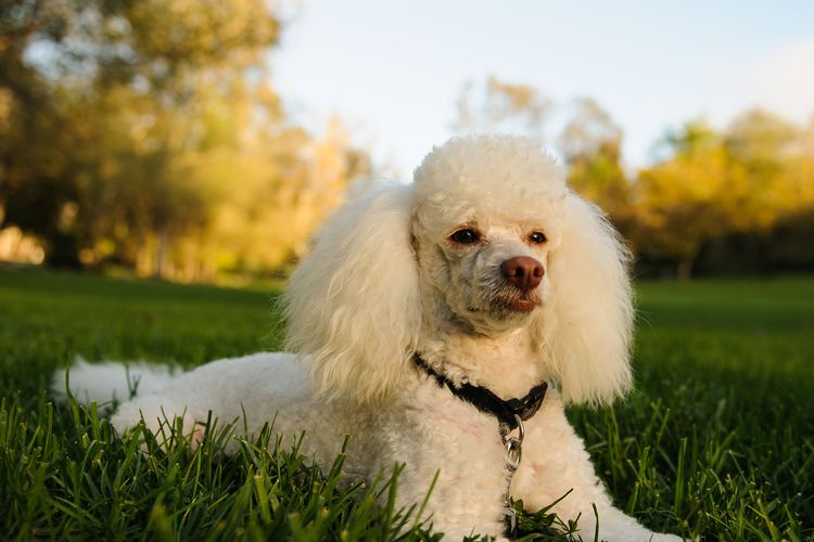 Ilustrasi anjing - Ras anjing pudel jenis Miniature Poodle.