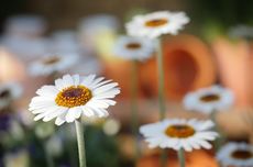 Flowers, Mengenal Bunga dalam Bahasa Inggris beserta Contoh Kalimatnya