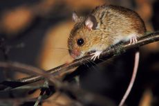 Warga di Tempat Rawan Banjir Diminta Waspadai Penyakit Kencing Tikus