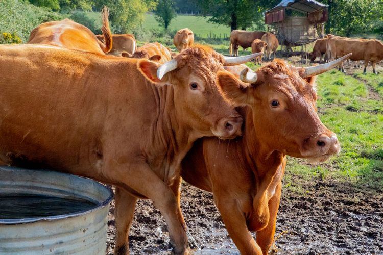 ilustrasi sapi limosin. 