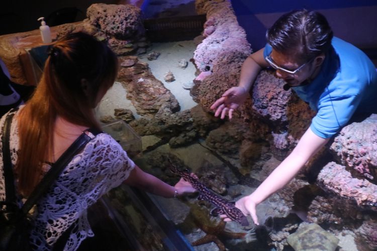 Pengunjung bisa memegang bayi binatang-binatang bawah laut yang jarang ditemui, di wahana Jakarta Aquarium. Salah satunya bayi hiu macan yang sedang dipegang wisatawan tersebut.