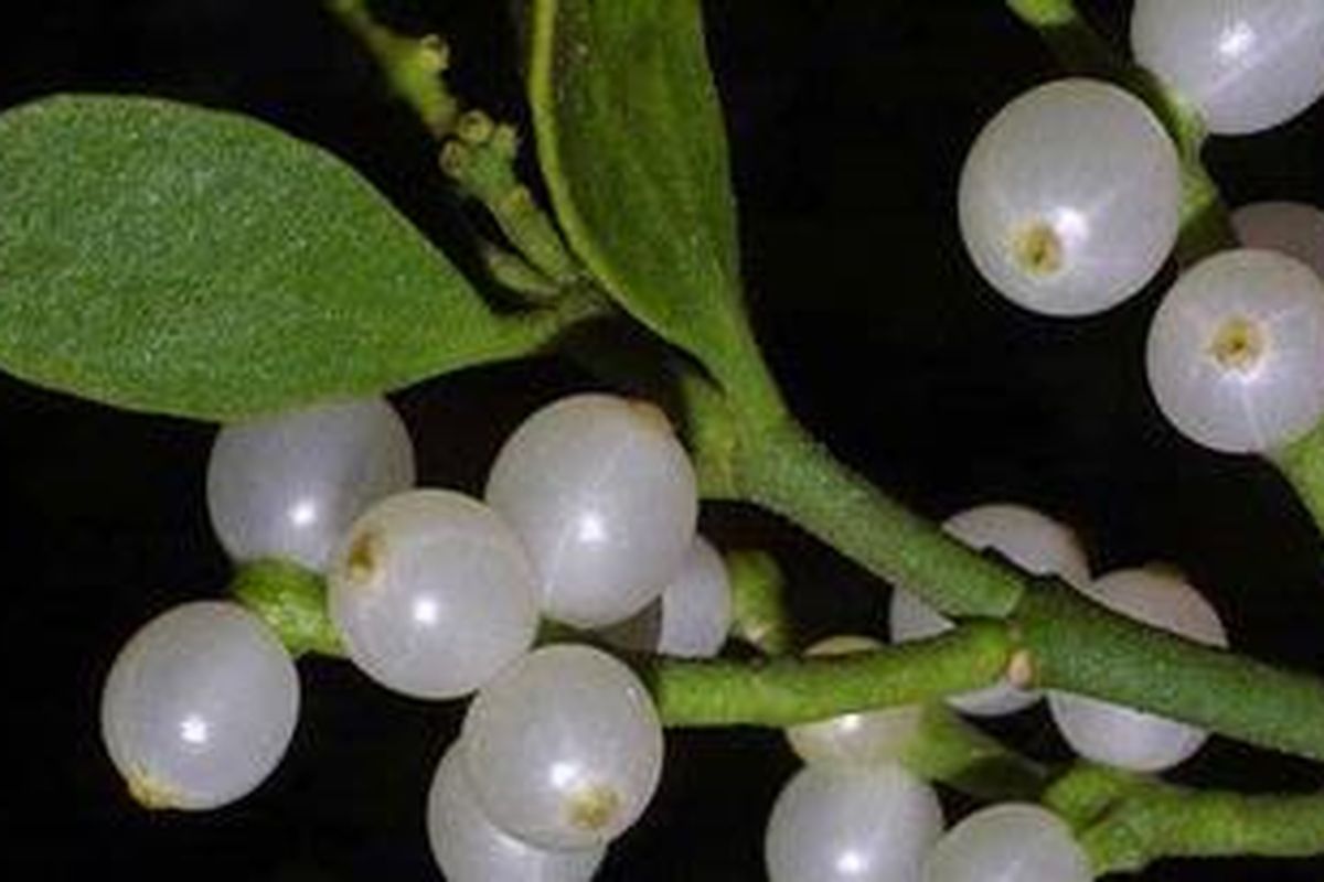 Spesies baru mistletoe yang ditemukan di Mozambique.