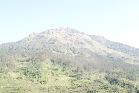 Penelusuran Jejak Keberadaan Tumbuhan Langka di Gunung Ungaran