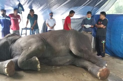 Menyoal Kematian Gajah Yanti di Taman Rimba Jambi, Diduga Tetanus atau Keracunan