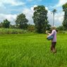 World Bank: Pertanian Konsisten Dorong Pengentasan Kemiskinan Ekstrem