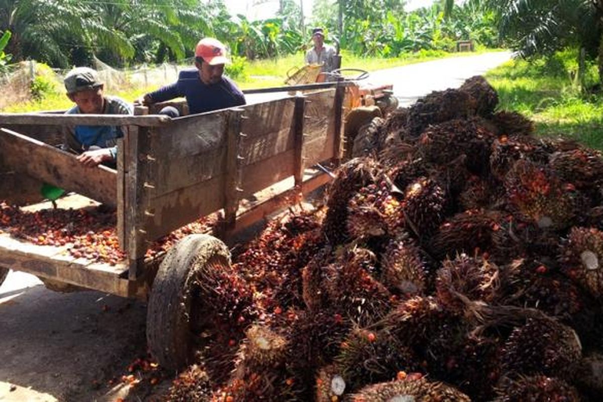 Asri, petani sawit di wilayah perbatasan di Sebatik Kabyupaten Nunukan, mulai menikmati kenaikan harga sawit. Selain menjual sawit ke Tawau Malaysia, para petani mengaku bisa menjual ke pabrik pengolahan kepala sawit yang mulai beroperasi di Sebatik.