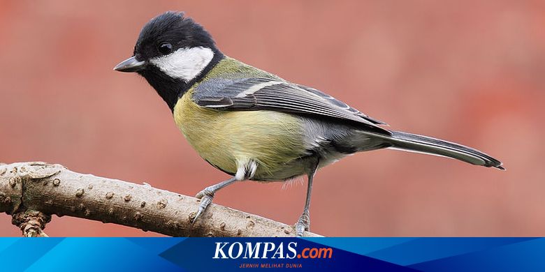 Seperti Manusia Burung Ini Juga Pilih Pilih Teman