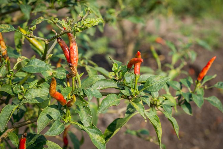 Ilustrasi penyakit patek pada tanaman cabai atau antraknose.