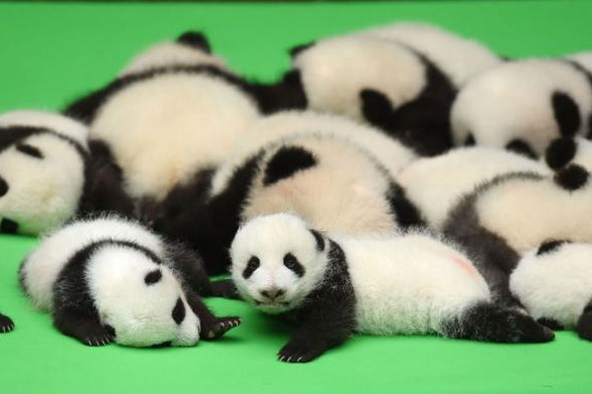 Tahun ini, Chengdu Research Base di China berhasil melahirkan 23 bayi panda.