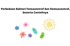 Perbedaan Bakteri Fotoautotrof dan Kemoautotrof, beserta Contohnya