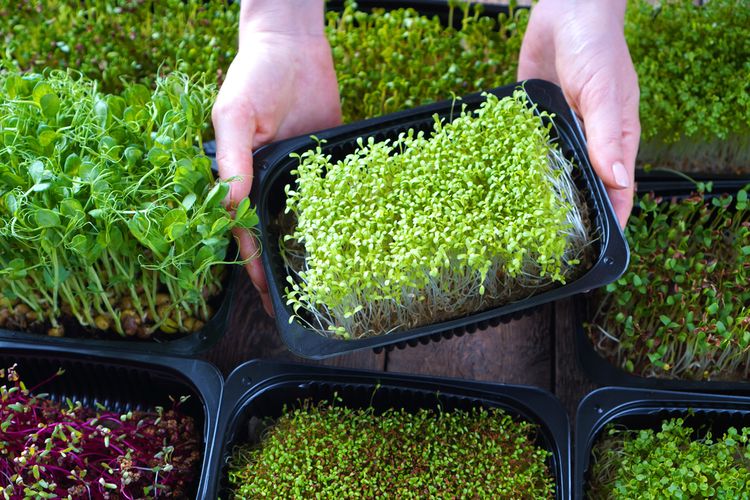 Ilustrasi microgreens. Menanam microgreen. 