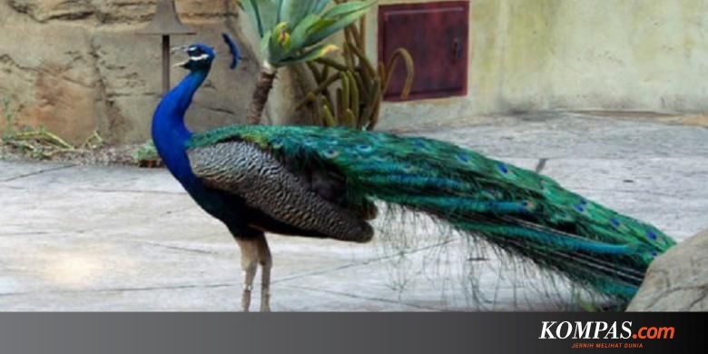 Burung Merak Berteriak Untuk Memesona Lawan Jenis