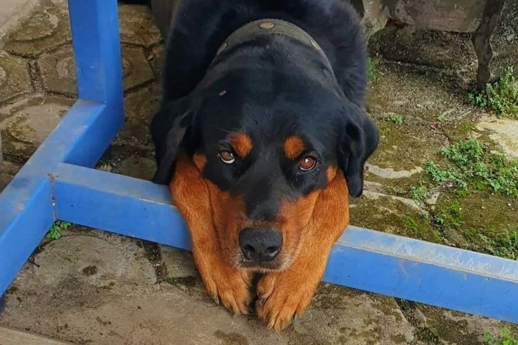 Seekor anjing jenis rottweiler hilang sejak Senin (25/10/2021). Sebelumnya, anjing bernama Mickey tersebut dipelihara keluarga Acun di Jalan Cempaka, Kecamatan Mempawah Hilir, Kabupaten Mempawah, Kalimantan Barat (Kalbar).