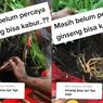 Benarkah Ginseng Bisa Kabur dan Melompat? Ini Penjelasan Ahli Botani