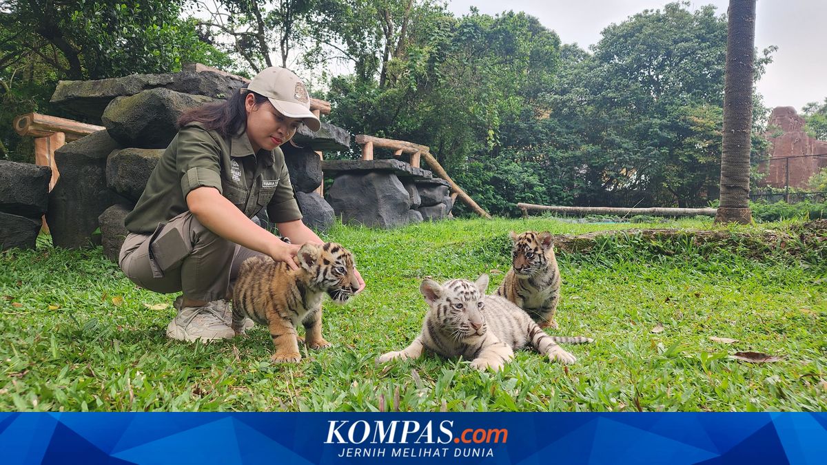 3 Ekor Anak Harimau Benggala Lahir di Taman Safari Prigen Pasuruan ~WR

Klik untuk baca:
