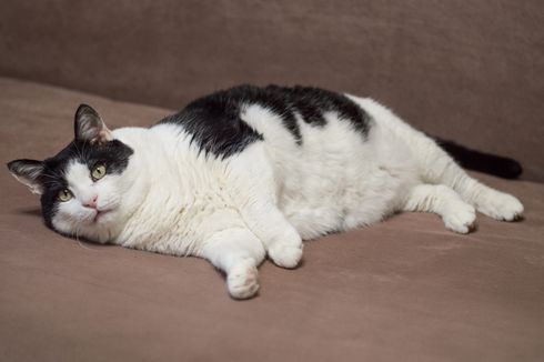 Cara Menurunkan Berat Badan Kucing agar Tidak Obesitas
