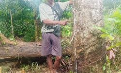 Berkaca dari Kejatuhan Karet, Petani Kalbar Enggan Ubah Semua Lahannya Jadi Sawit