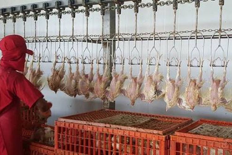 Wali Kota Surabaya Hentikan Rumah Potong Unggas di Bratang Gede Usai Warga Keluhkan Warga