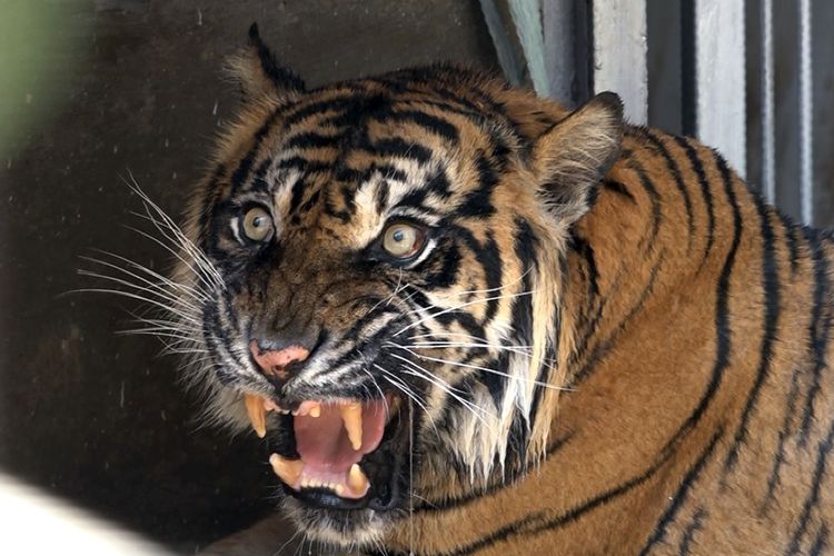 Fidi, harimau Sumatera betina berusia 15 tahun yang didatangkan dari Taman Wisata Taru Jurug, Solo untuk dijodohkan dengan Kyai Batua, harimau berkaki putus di Taman Wisata Lembah Hijau.