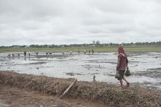 Akademisi Ini Sebut Food Estate Penting untuk Jaga Ketahanan Pangan Nasional