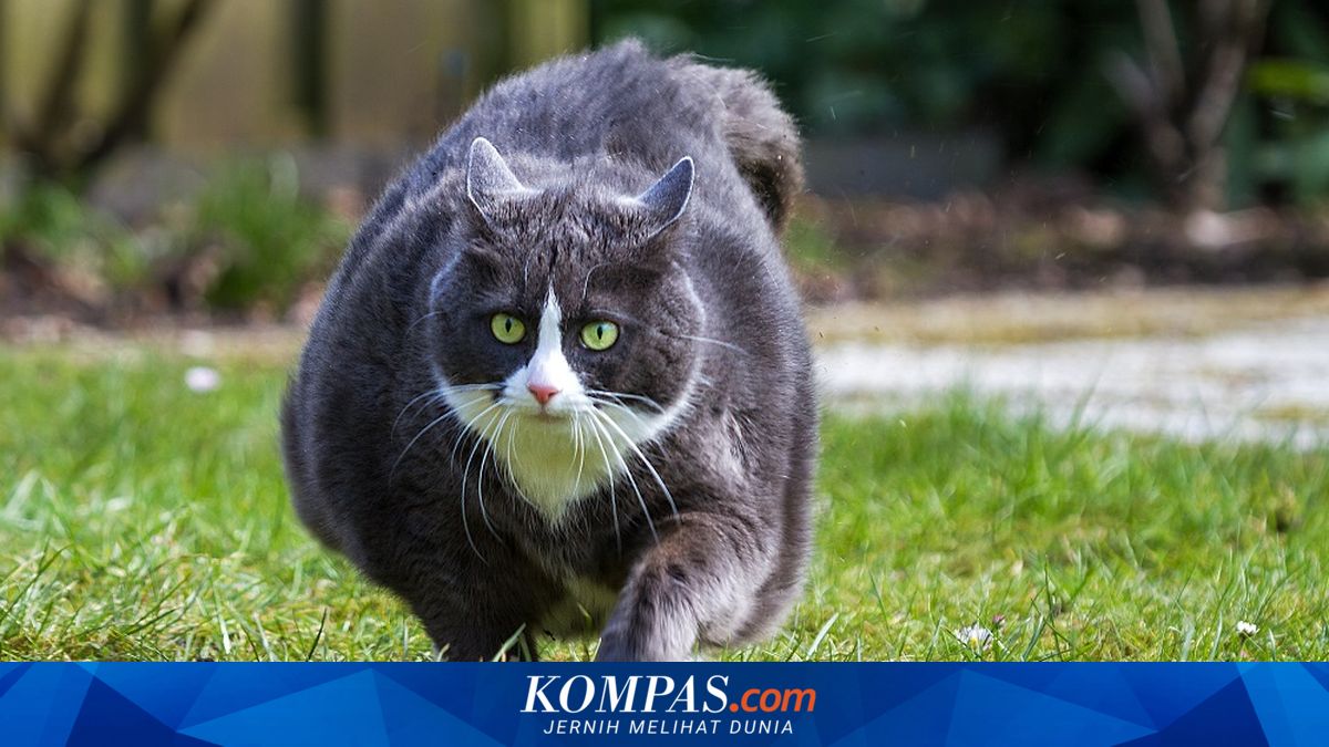 Mengetahui Berat Badan Sehat pada Kucing