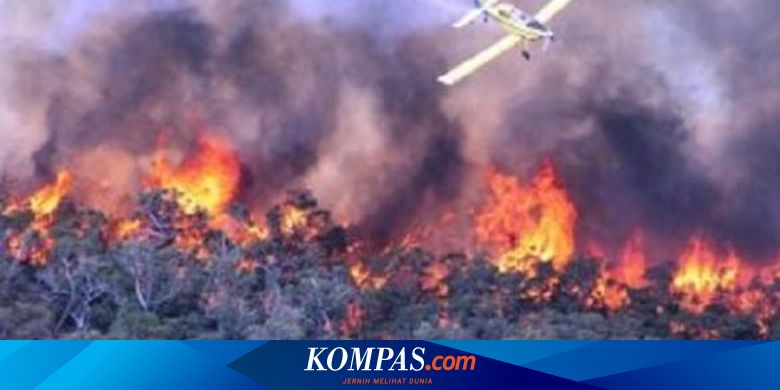 Pelaku Pembakaran Hutan Dan Lahan Terancam 12 Tahun Penjara