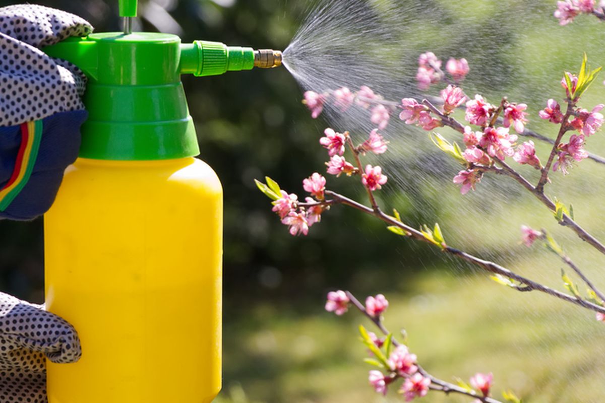 Ilustrasi membasmi hama di taman, Ilustrasi menyemprotkan pestisida pada tanaman. 