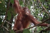 Momen Haru, Orangutan Artemis dan Gieke Kembali ke Hutan Setelah Rehabilitasi