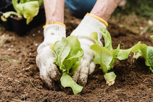 Cara Menanam Tanaman Sayur Organik agar Hasil Panennya Berkualitas