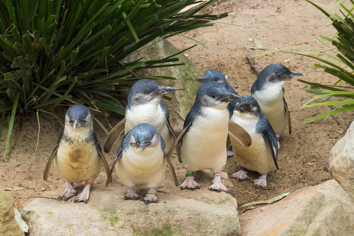Spesies penguin kecil asal Selandia Baru. Eudyptula minor adalah salah satu spesies penguin terkecil di dunia saat ini.