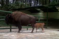 Anak Bison Amerika Lahir di Taman Safari II
