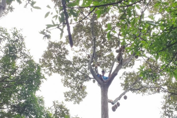 Pak Jali memanjat pohon Durian Rumpin.