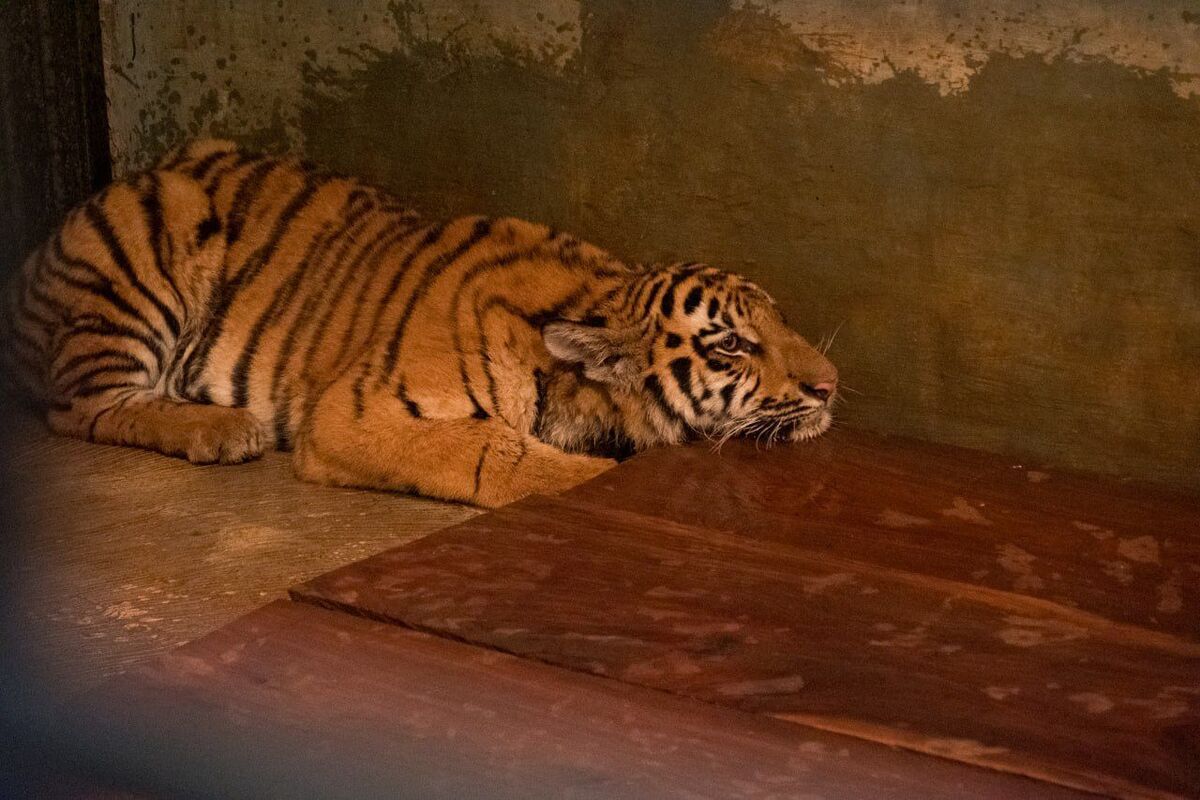PDIP Jabar Turun Tangan Bantu Bandung Zoo Atasi Kondisi Satwa
