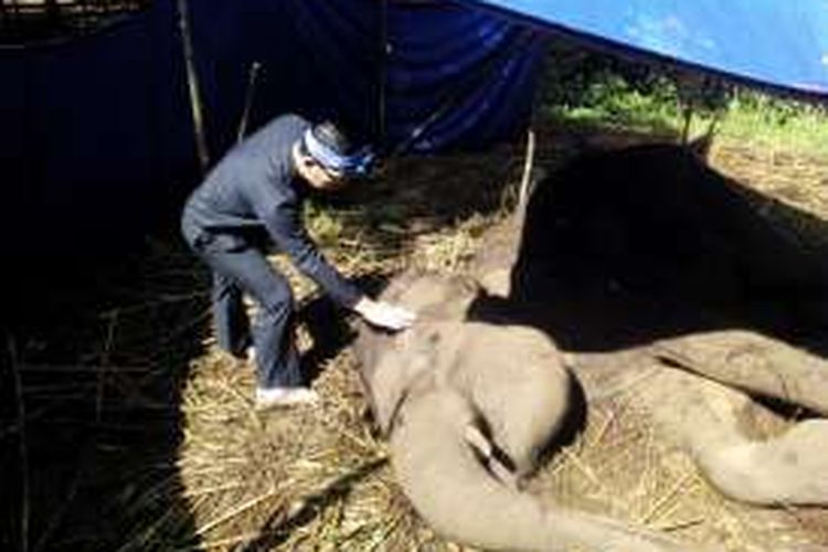 Wali Kota Bandung Ridwan Kamil saat mengusap Yani, gajah Sumatera yang tengah sekarat di Kebun Binatang Bandung, Jalan Taman Sari, Kota Bandung, Rabu (11/5/2016)