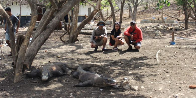 Pemenang Pegipegi Yuk! Jelajah Indonesiamu saat mengunjungi sarang komodo, di Taman Nasional Komodo, Manggarai Barat, Nusa Tenggara Timur, Jumat (30/11/2018).