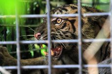 2 Kambing Warga Dimangsa Anak Harimau yang Sedang Belajar Berburu