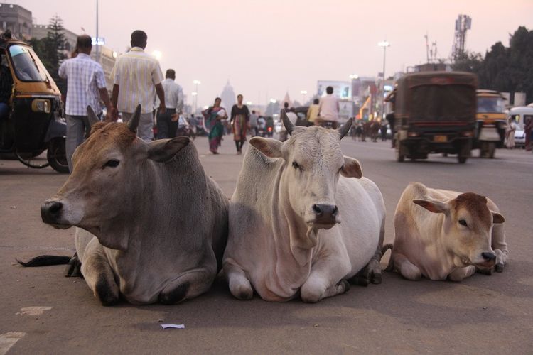 Tiga ekor sapi duduk di sebuah ruas jalan yang ramai di India.