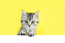 Berapa Lama Masa Hidup Kucing Tabi?